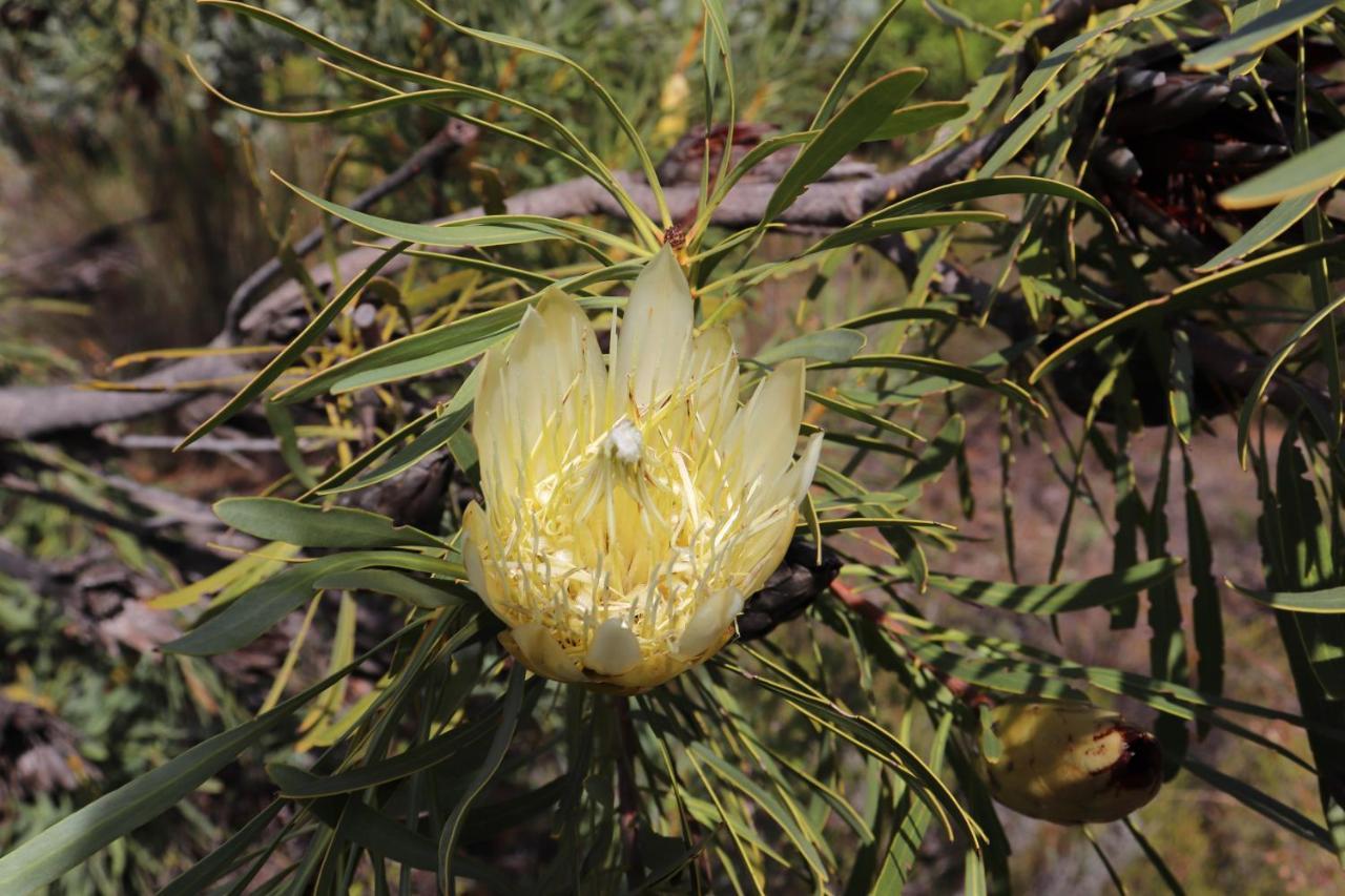 فندق Highlands Eco Estate Piketberg المظهر الخارجي الصورة